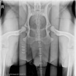 PennHIP X-Ray Dog Hip Joint Laxity Distraction View | Veterinary