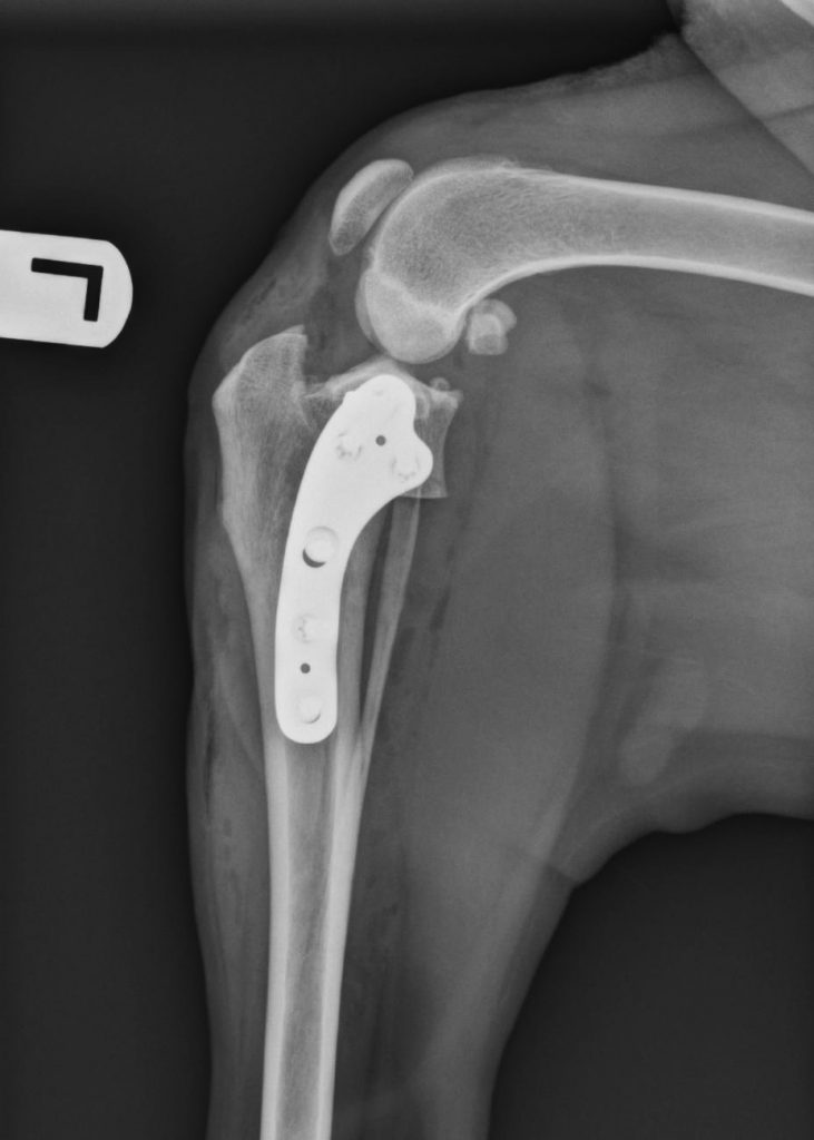 tplo-postoperative-view-of-a-tplo-veterinary-surgical-specialists