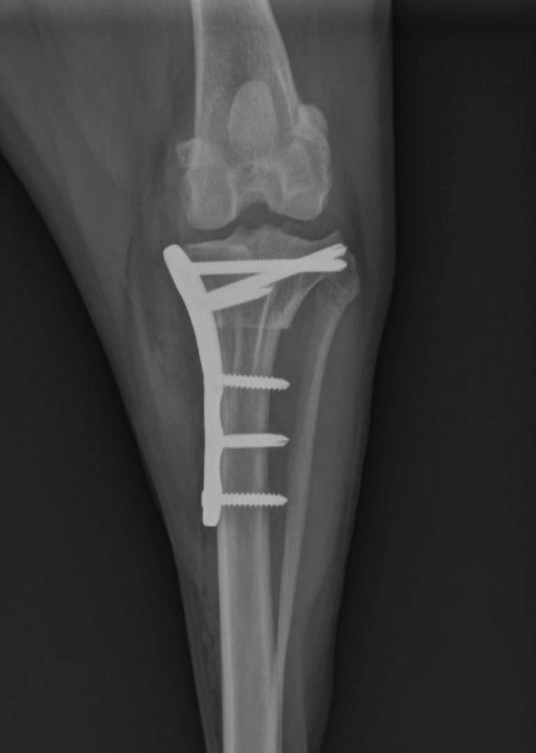 tplo-postoperative-view-of-a-tplo-procedure-from-the-front